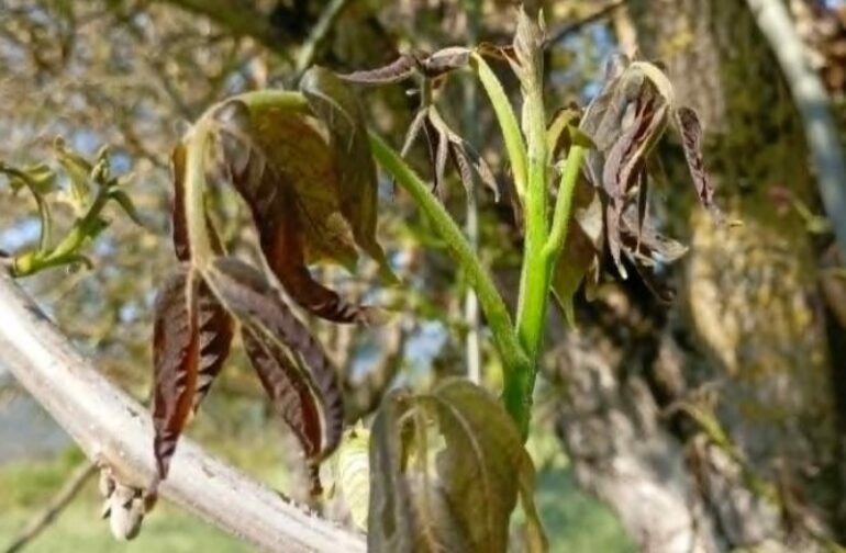 Άμεση καταγραφή ζημιών και ενίσχυση των πληγέντων παραγωγών από τον παγετό ζητά ο Δήμος Τρίπολης