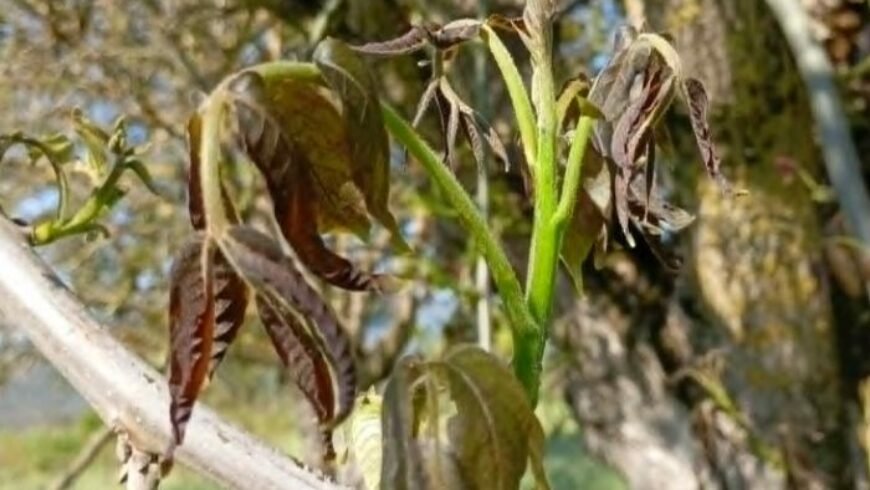 Άμεση καταγραφή ζημιών και ενίσχυση των πληγέντων παραγωγών από τον παγετό ζητά ο Δήμος Τρίπολης
