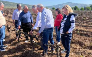 Στις πληγείσες από τον παγετό καλλιέργειες του Δήμου Νεμέας ο Περιφερειάρχης 
