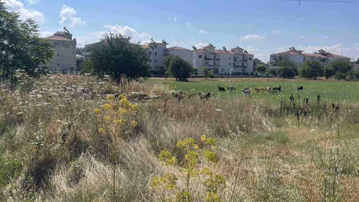 Νέα μαζική εγκατάλειψη σκύλων στο κέντρο της Τρίπολης – Σε εξέλιξη η επιχείρηση περισυλλογής