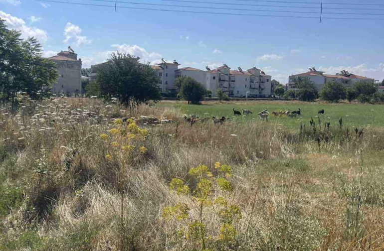 Νέα μαζική εγκατάλειψη σκύλων στο κέντρο της Τρίπολης – Σε εξέλιξη η επιχείρηση περισυλλογής