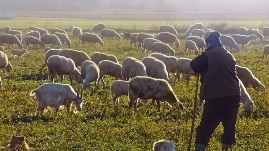 Σε οριακό σημείο η κτηνοτροφία.. Ο κλάδος αφανίζεται..!