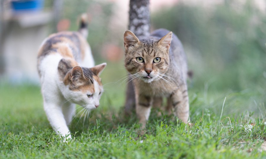 Με επιτυχία ολοκληρώθηκε η δωρεάν δράση στειρώσεων αδέσποτων γατών